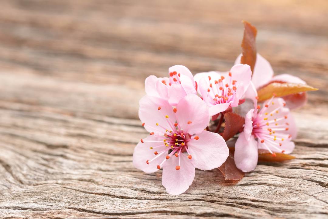 Blooming pink cherry blossom (sakura) flower in full bloom
